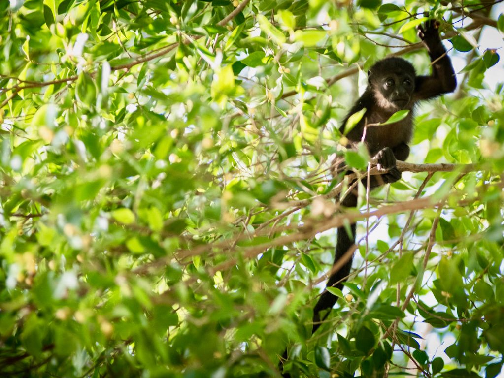 Apen in Costa Rica